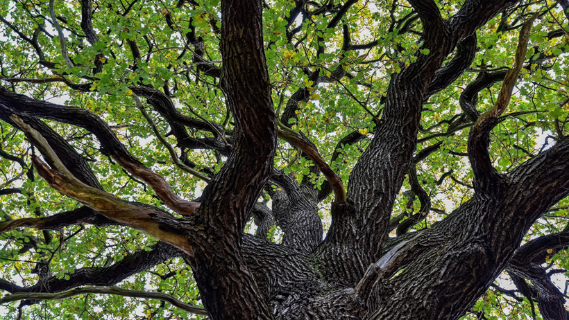 Tu B'shvat: More than Jewish Arbor Day photo