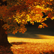 Falling for fall photo_th