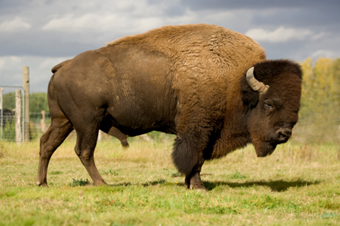 An ode to The Buffalo photo