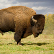 An ode to The Buffalo photo_th