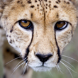Animal instinct photo_thx