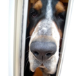 How much for that dog photo_th