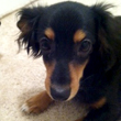 Things I’ve learned from raising a puppy photo_th Things I’ve learned from raising a puppy photo_th