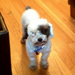 Matchmaking: Doggie-style, part II photo_th