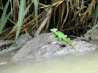 My name is Manuel Antonio photo 10