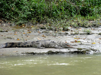 My name is Manuel Antonio photo 11