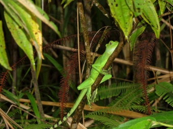 My name is Manuel Antonio photo 4