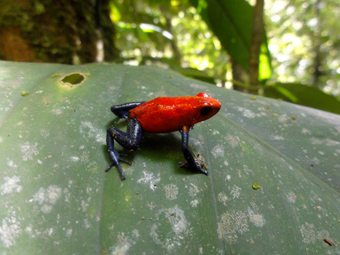 My name is Manuel Antonio photo 8