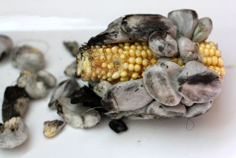 Huitlacoche photo